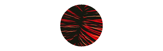 0 (5).gif